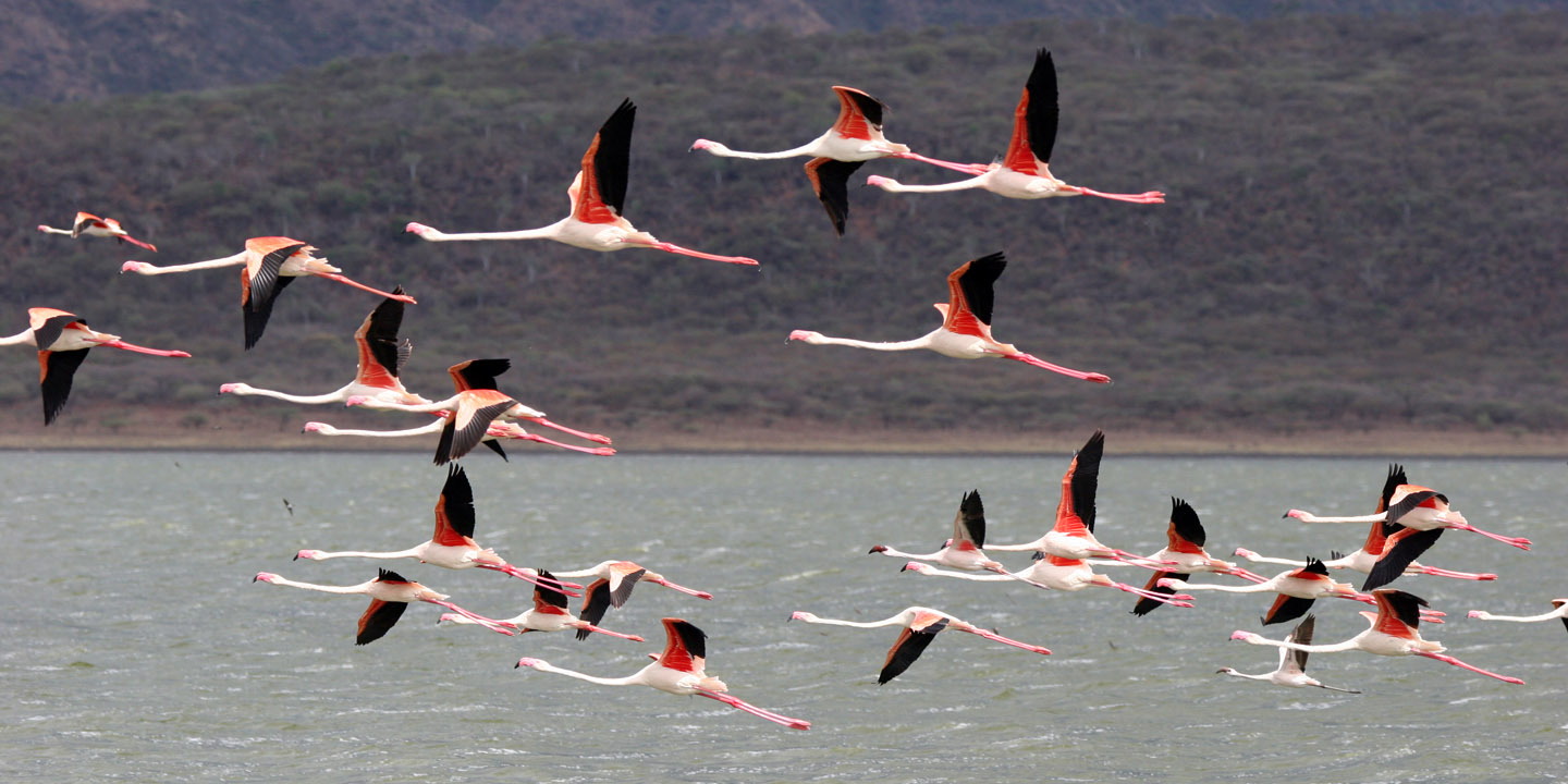 Lake-Bogoria_2