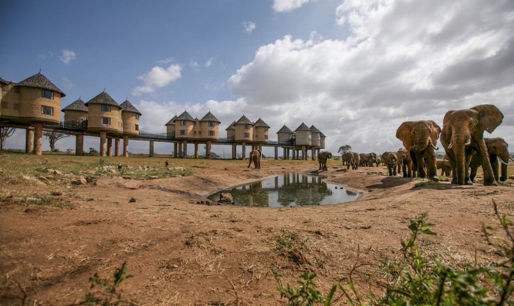 Sarova Salt Lick Game Lodge - Elephants 2