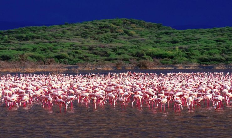 lake-bogoria