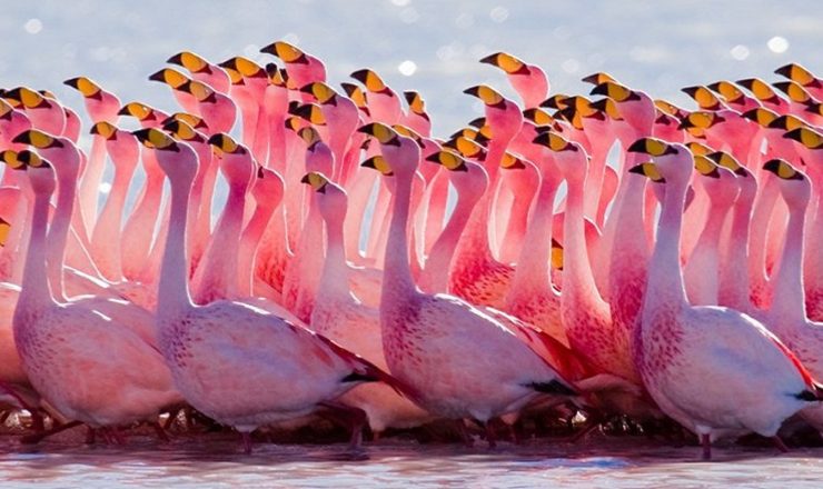 lnakuruflamingos